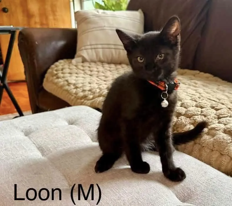 A baby medium-sized male Black Domestic Short Hair cat named Loon for adoption in Breinigsville, PA