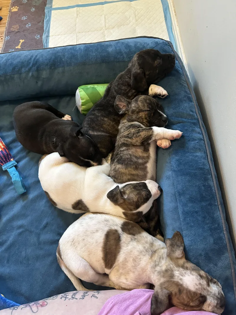 Princess Charlotte “london’s Royal thumbnail 2