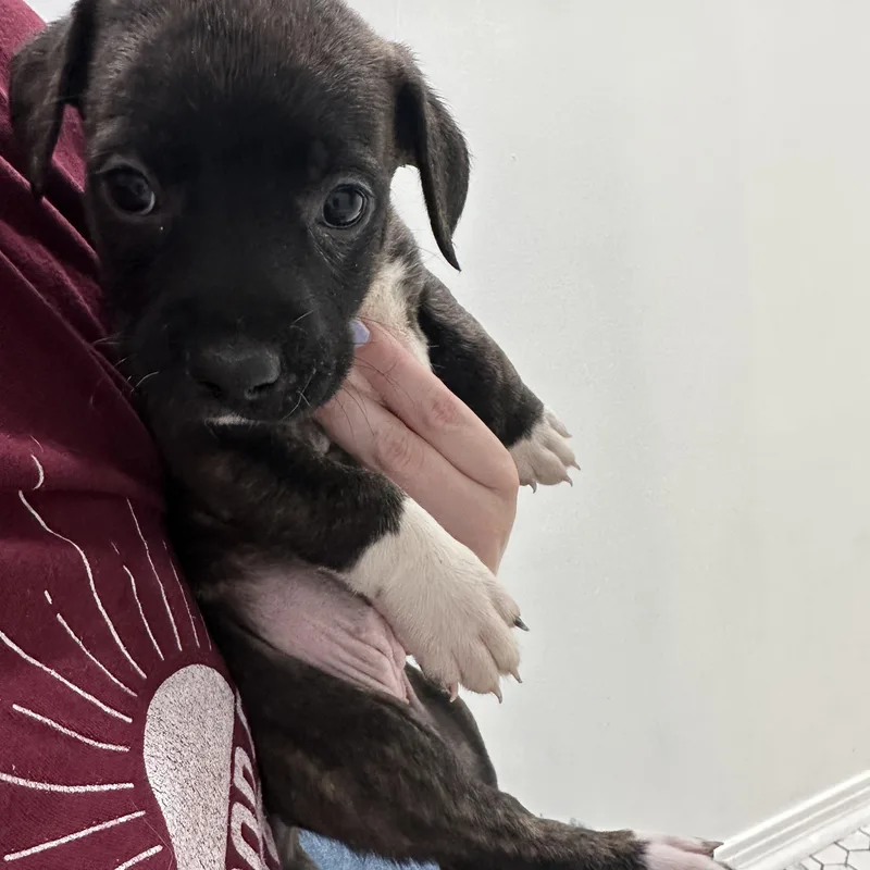 Princess Charlotte “london’s Royal thumbnail 3