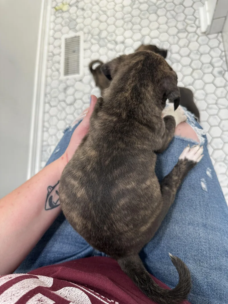 Princess Charlotte “london’s Royal thumbnail 4