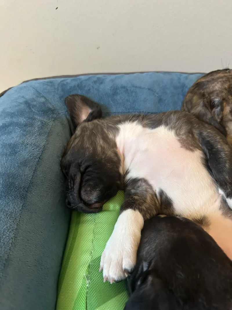 Princess Charlotte “london’s Royal thumbnail 5