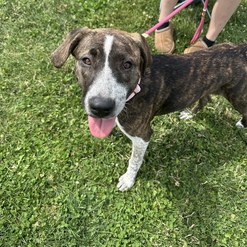A young medium-sized female Catahoula Leopard Dog dog named Jaybird  the sweetest for adoption in Houston, TX