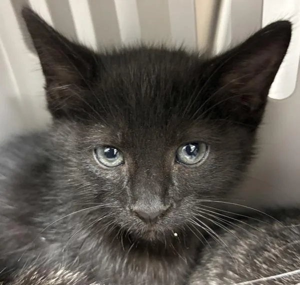 A baby small-sized male Domestic Short Hair cat named If for adoption in Lawrenceville, GA