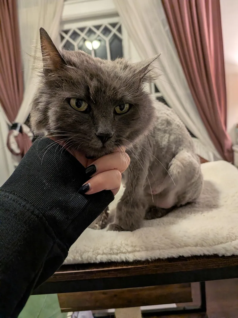 Nova