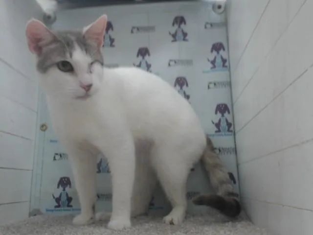 An adult small-sized female Domestic Short Hair cat named Olive for adoption in Orlando, FL