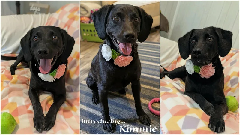 An adult medium-sized female Black Labrador Retriever dog named Kimmie for adoption in Ozark, AL