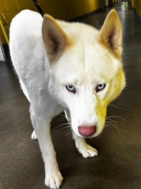 An adult large-sized male Siberian Husky dog named Jett for adoption in Upper Marlboro, MD