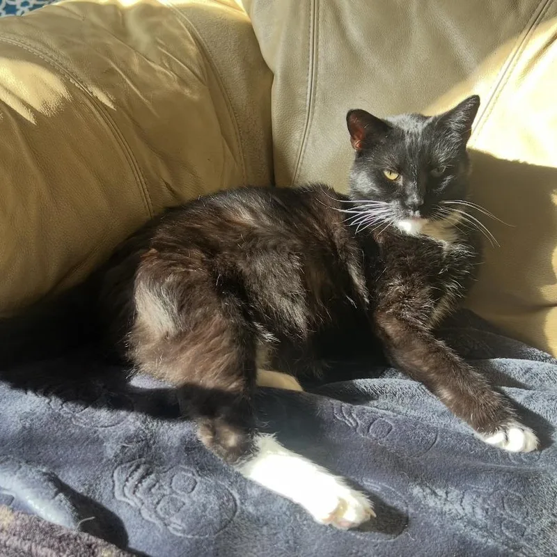 An adult large-sized male Domestic Short Hair cat named Felix for adoption in Shawnee, KS