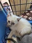 A baby medium-sized female Lilac Point Domestic Short Hair cat named Diamond for adoption in Chico, CA