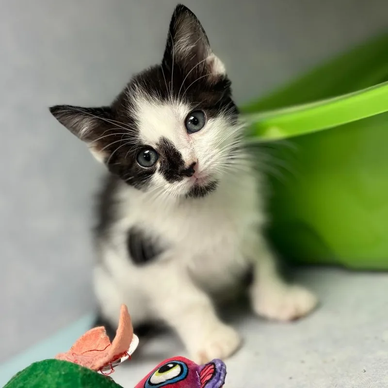 A baby small-sized female White Domestic Medium Hair cat named Tycoon for adoption in Austin, TX