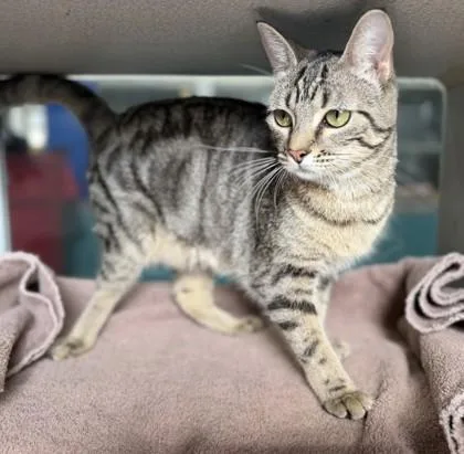 An adult small-sized female Domestic Short Hair cat named Valentine for adoption in New Orleans, LA