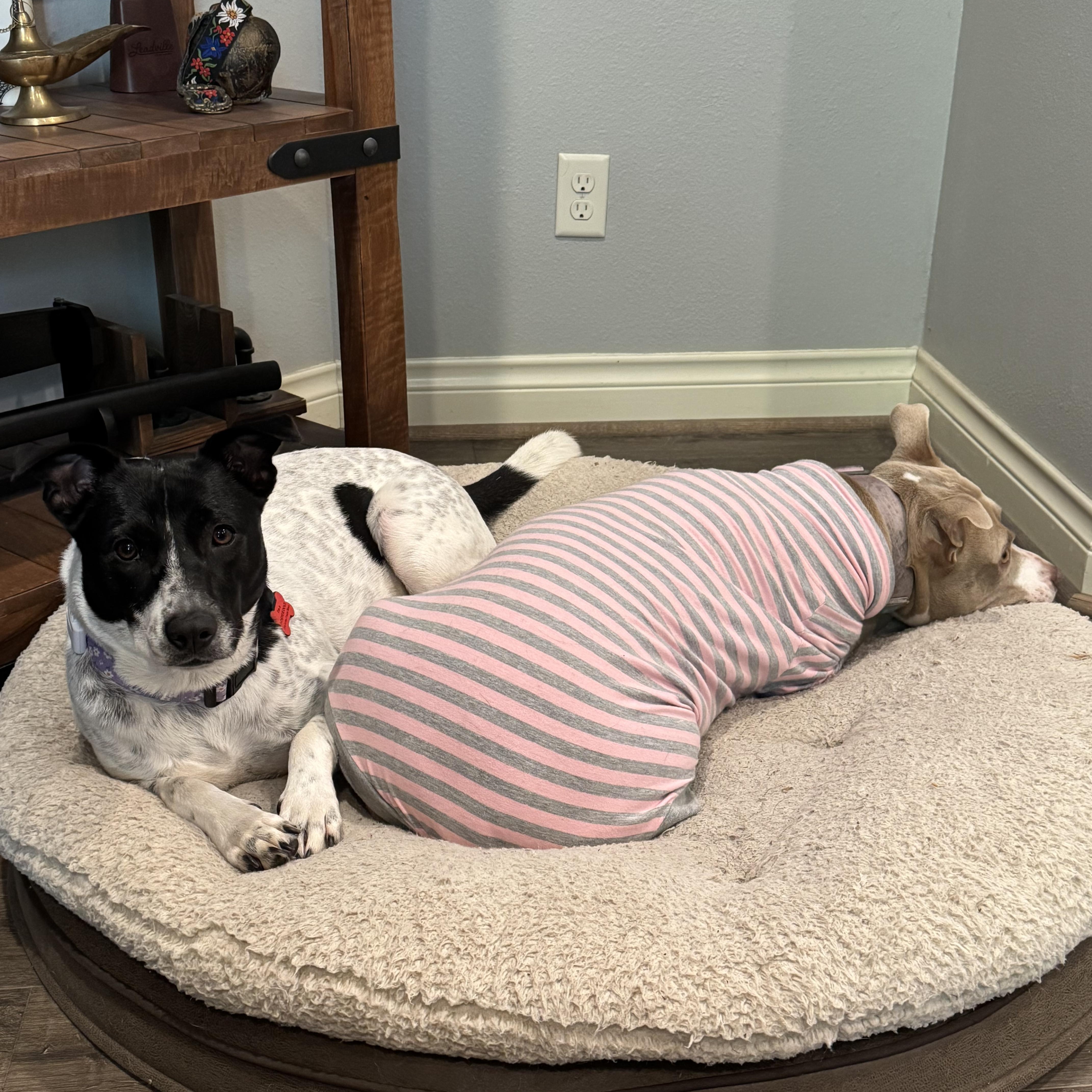 Daisy Sue thumbnail 3