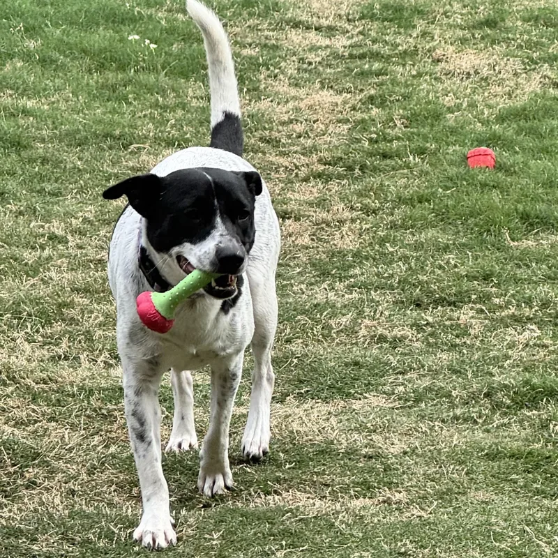 Daisy Sue thumbnail 5