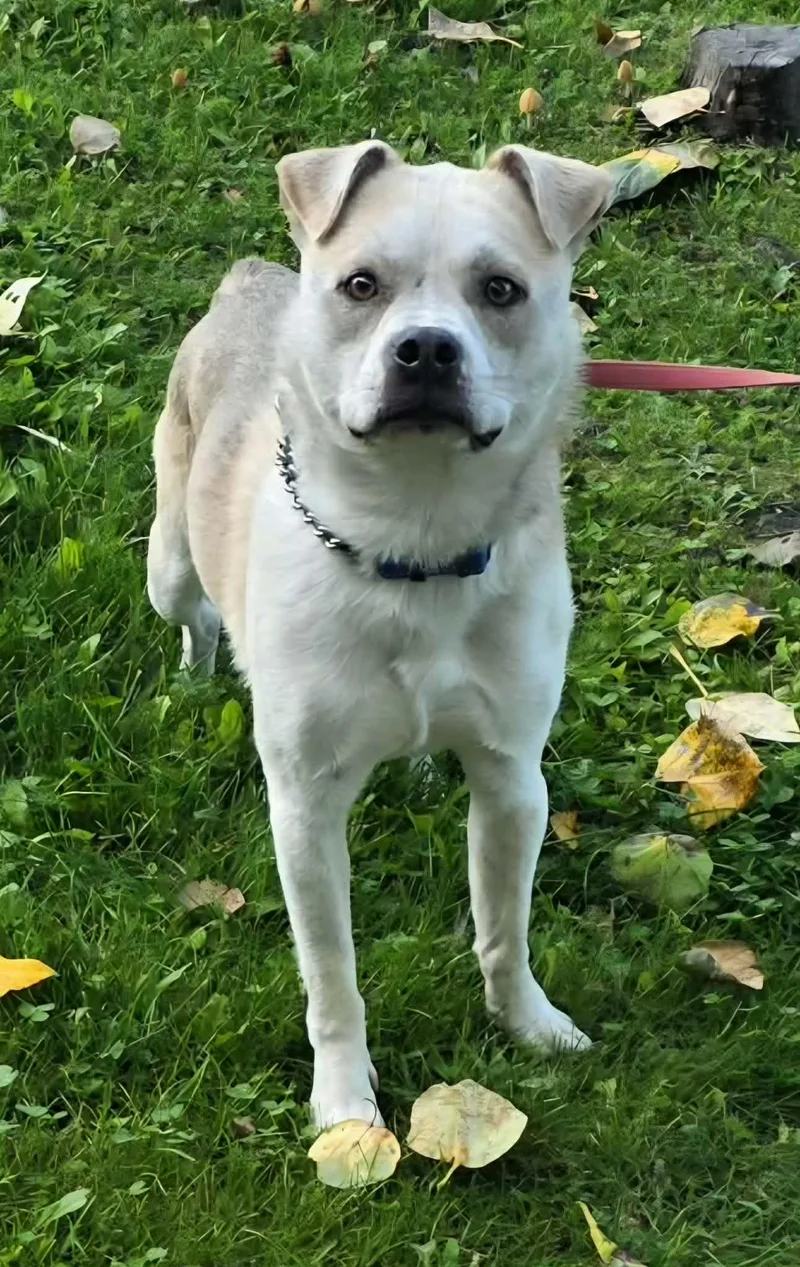 An adult medium-sized male Beagle dog named Crypto for adoption in Anchorage, AK