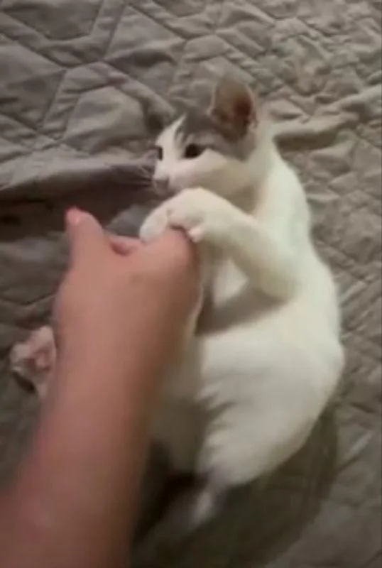 Popsicle thumbnail 2