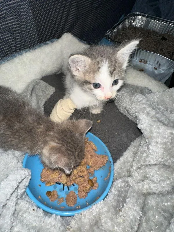 Popsicle thumbnail 3