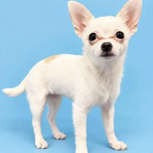 A baby small-sized female Chihuahua dog named Khloe for adoption in Portland, TX