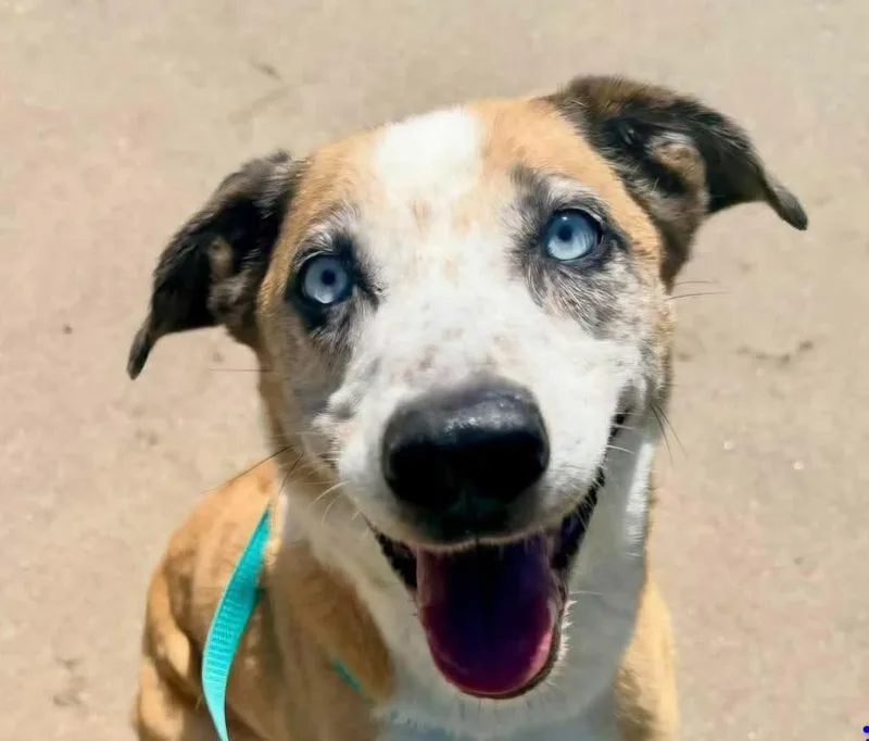 A senior large-sized male Catahoula Leopard Dog dog named Haggard for adoption in Viroqua, WI