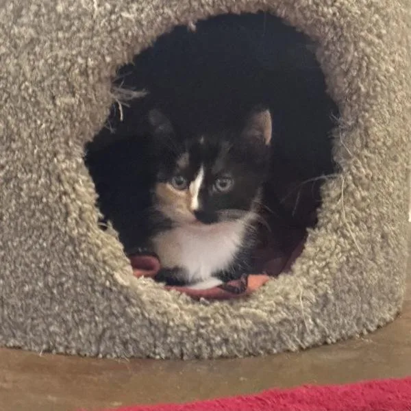 A baby small-sized female Domestic Short Hair cat named Gala for adoption in Walnut Creek, CA