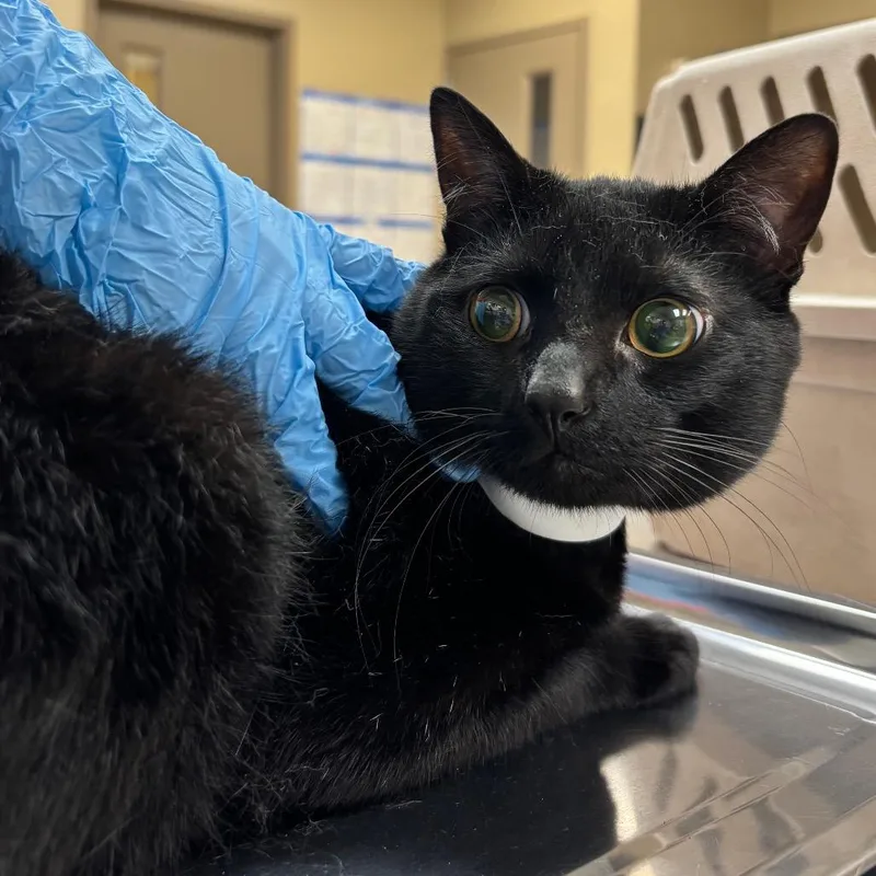 A young large-sized male Black Domestic Short Hair cat named Jamal for adoption in Birmingham, AL