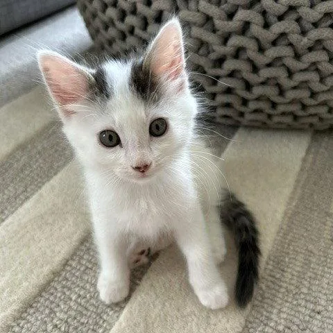 A baby medium-sized male Domestic Short Hair cat named Cornetto for adoption in Woodland, CA