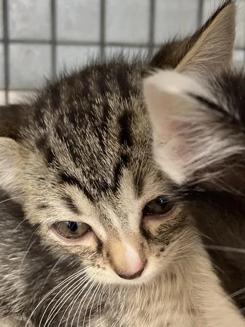 A baby small-sized male Domestic Short Hair cat named Miss Piggy for adoption in Dallas, TX