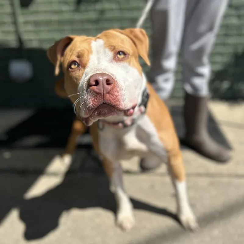 An adult large-sized female Pit Bull Terrier dog named Xena for adoption in Newark, NJ