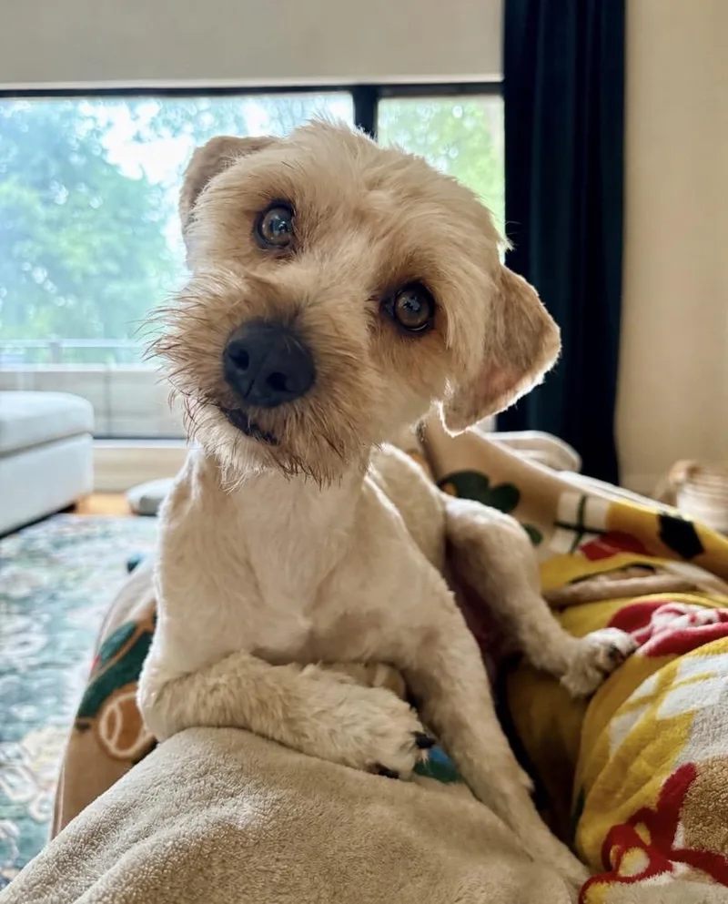 A young small-sized male Cockapoo dog named Elderberry for adoption in Philadelphia, PA