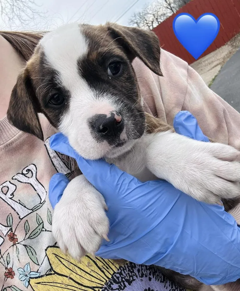 Cizikas  Peep thumbnail 2