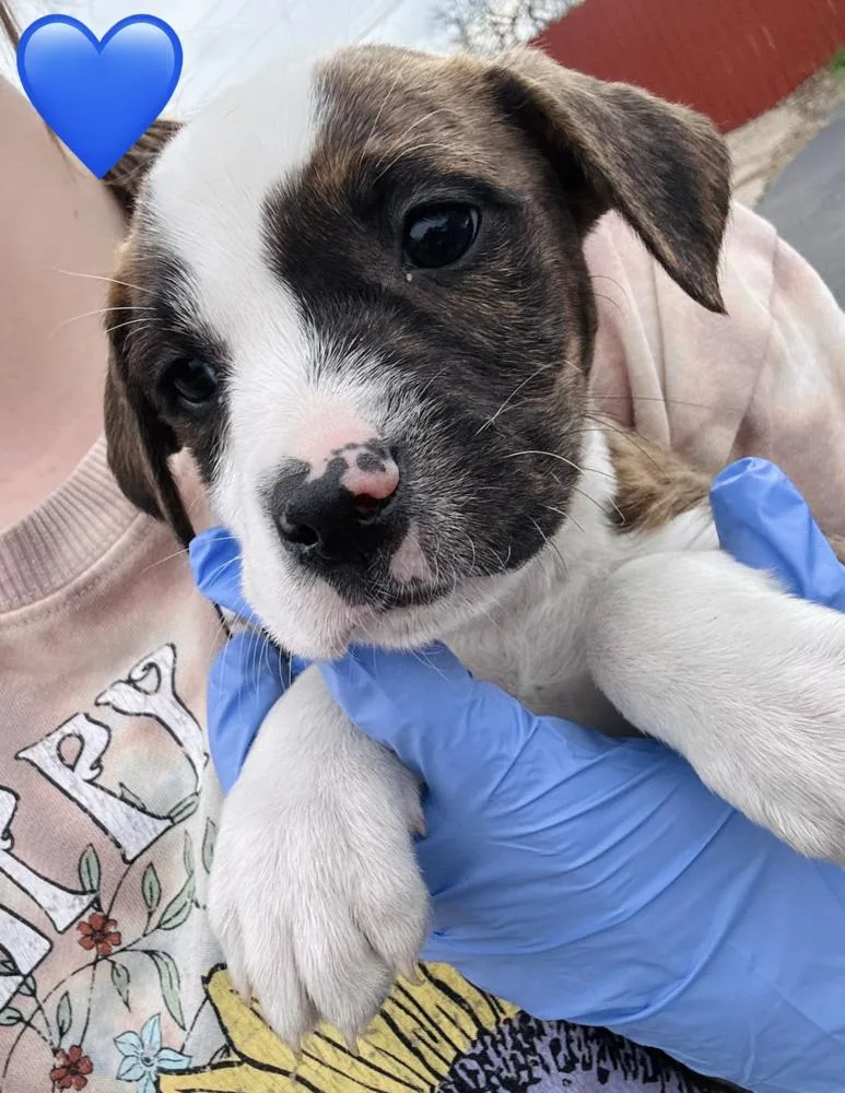 Cizikas  Peep thumbnail 3