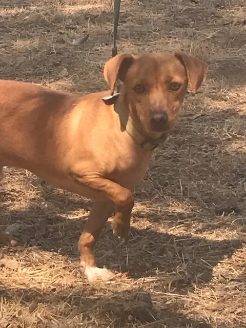 An adult small-sized male Red / Chestnut / Orange Dachshund dog named Brioni   California for adoption in Oakhurst, CA