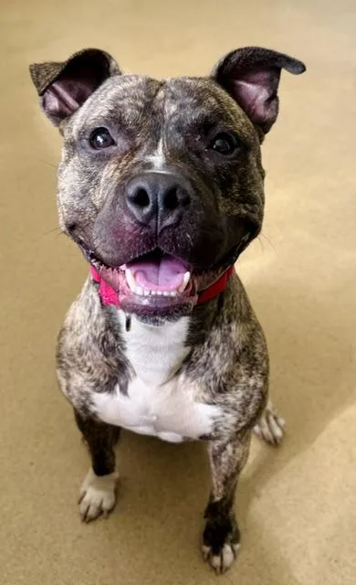 A young medium-sized male Pit Bull Terrier dog named Links for adoption in Derwood, MD
