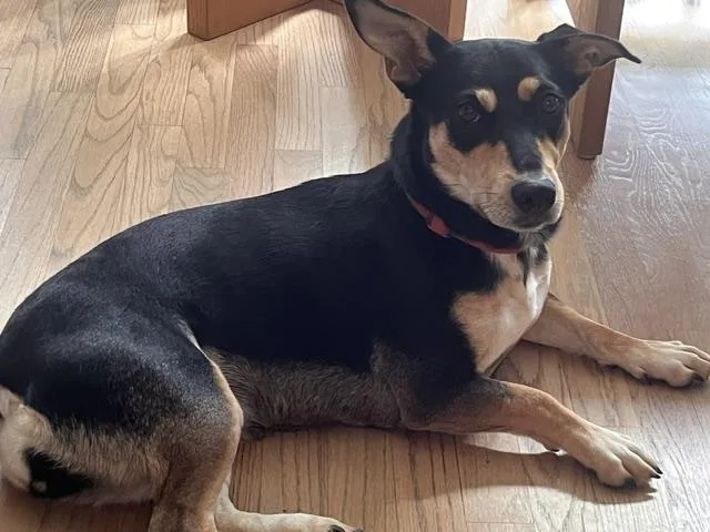 An adult medium-sized female Corgi dog named Shelby for adoption in Aurora, IL