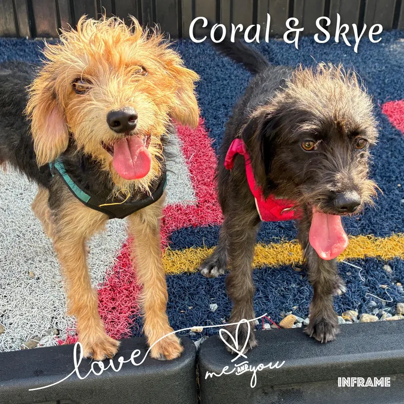 A young small-sized female Black Terrier dog named Coral for adoption in Fredericksburg, VA