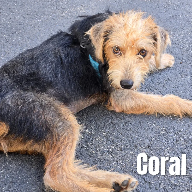 Coral thumbnail 4