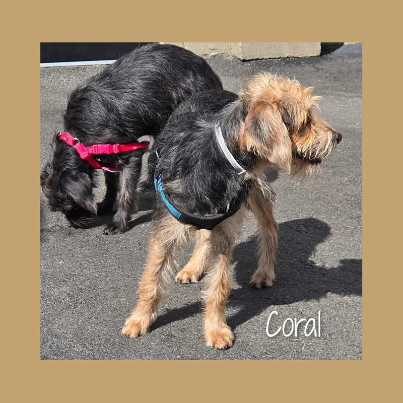 Coral thumbnail 5