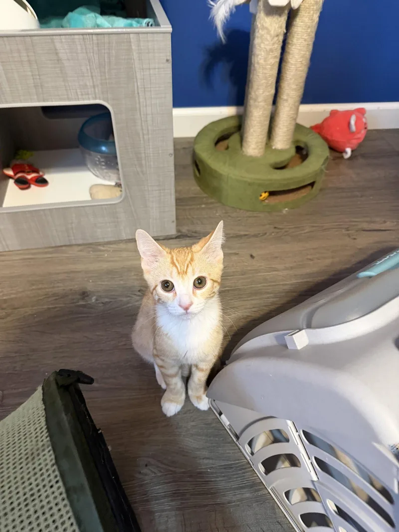 A baby medium-sized female Orange / Red Domestic Short Hair cat named Maserati for adoption in Stewartsville, NJ