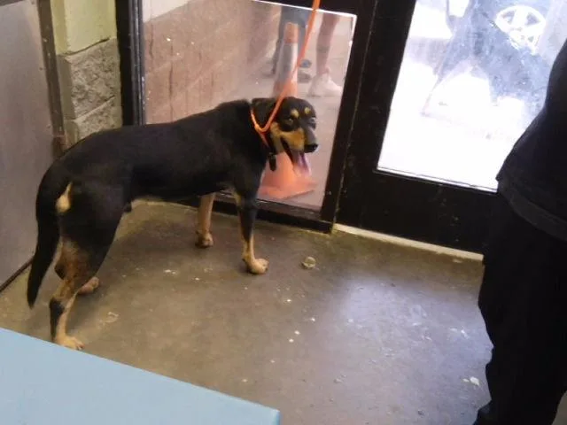 An adult large-sized male Black and Tan Coonhound dog named Onyx for adoption in Tulsa, OK