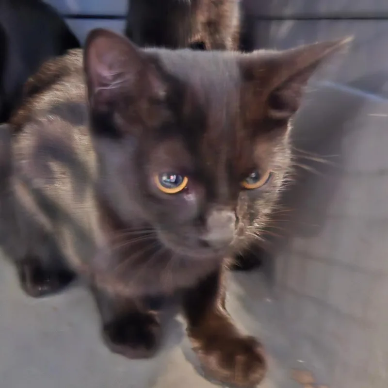 A baby small-sized female Black Domestic Short Hair cat named Coal Miner for adoption in Greensboro, NC
