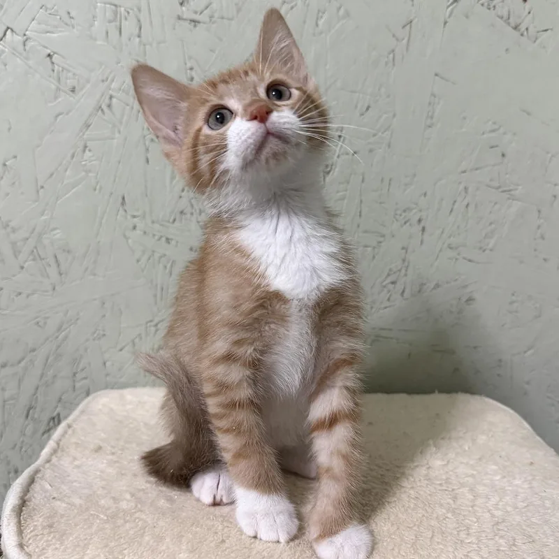 A baby small-sized male Domestic Short Hair cat named Chai for adoption in Cumming, GA
