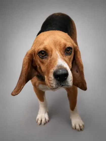 An adult medium-sized female Beagle dog named Precious for adoption in Bowling Green, KY