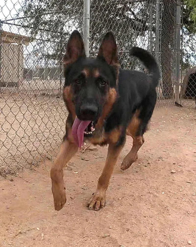 An adult extra large-sized male German Shepherd Dog dog named Kaiser for adoption in Queen Creek, AZ