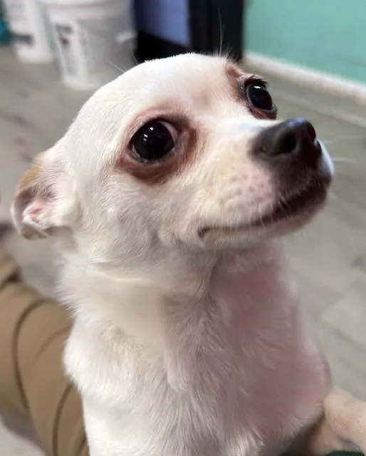 Peaches thumbnail 2