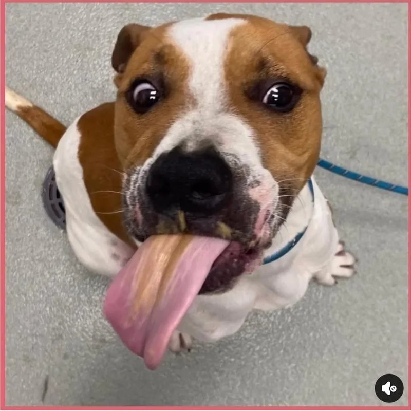 A young medium-sized male Mixed Breed dog named Reef for adoption in Wilsall, MT