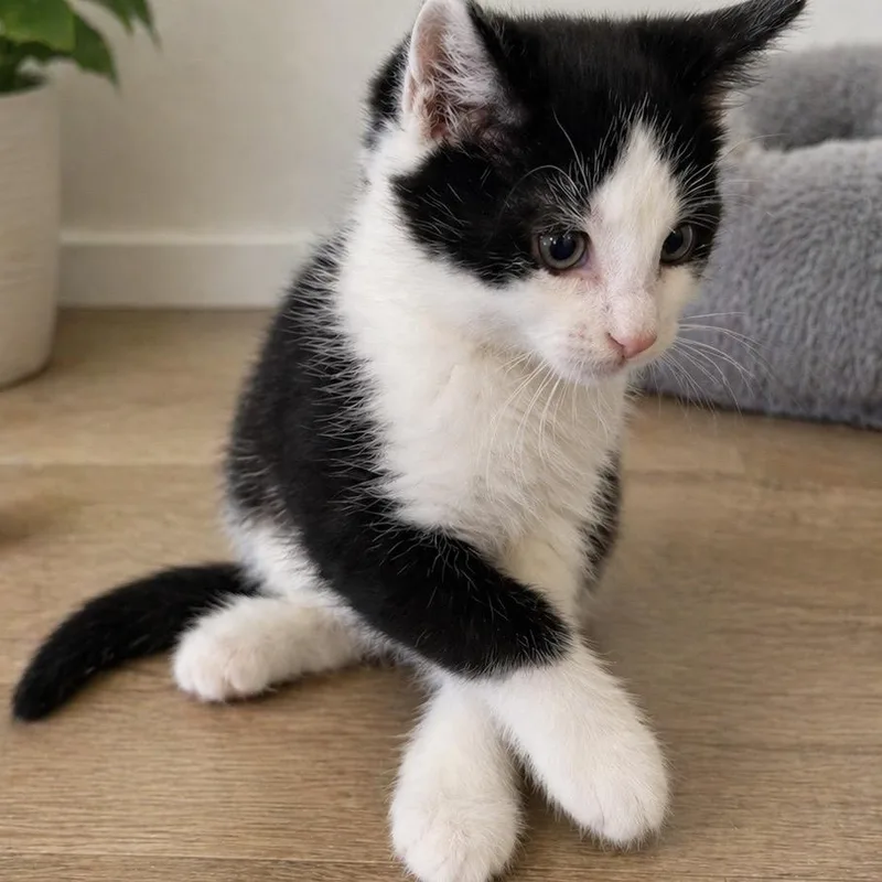A baby small-sized female Black Domestic Short Hair cat named Pixel for adoption in Edwards, IL