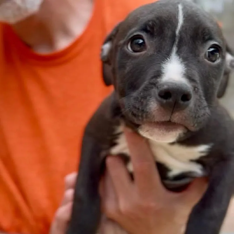 A baby medium-sized male Black Mixed Breed dog named Jordan for adoption in Springboro, OH