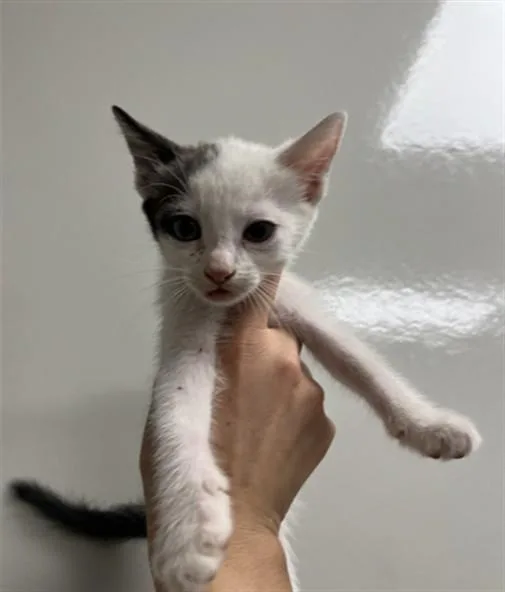 A baby small-sized male Domestic Short Hair cat named Luke for adoption in Ontario, CA