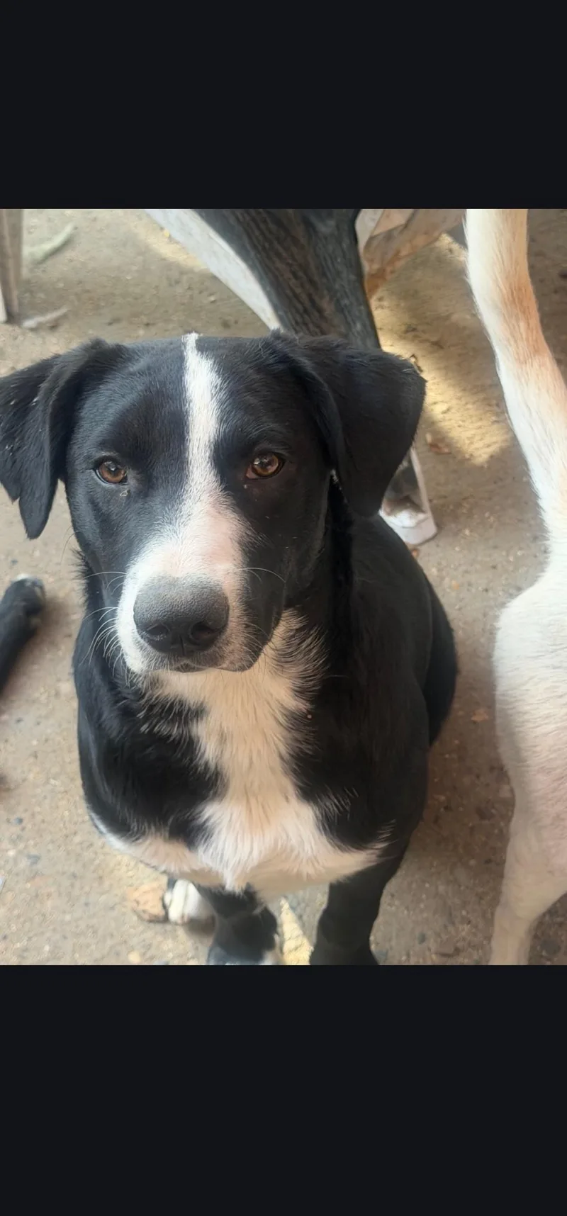 A young medium-sized male Australian Cattle Dog / Blue Heeler dog named Nokoa for adoption in Hardin, MT