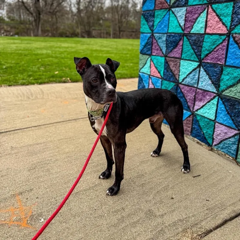 An adult medium-sized male Black Mixed Breed dog named Skipper for adoption in Springboro, OH