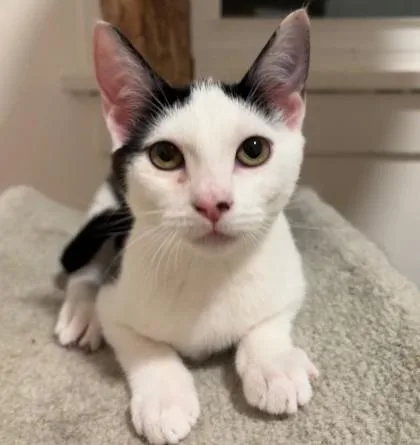 A young small-sized female Domestic Short Hair cat named Sunny for adoption in Verona, WI